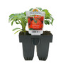 Tomato Russian Red