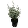 Teucrium Silver Babe