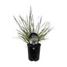 Lomandra White Sands 1.5L