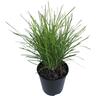 Lomandra Echidna