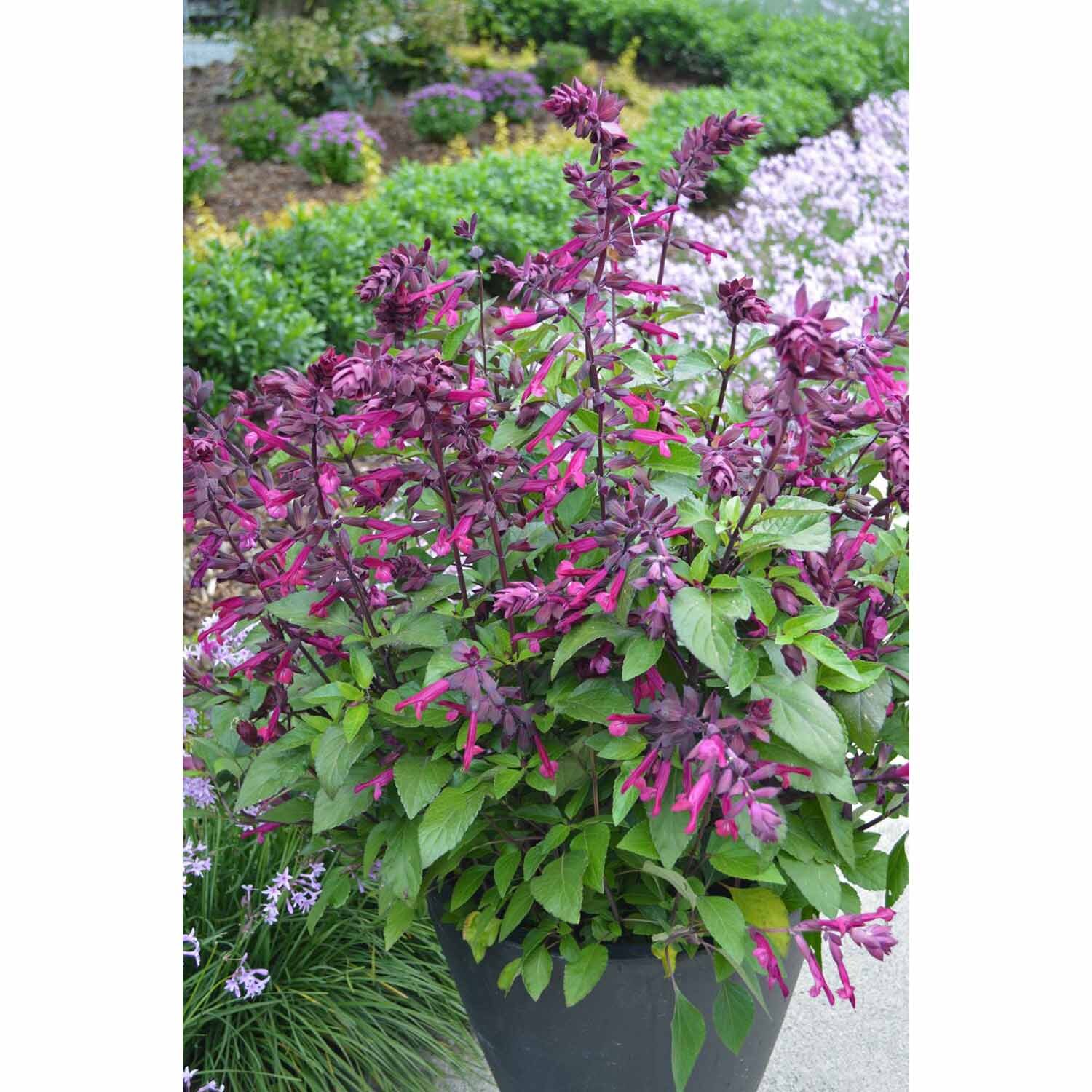 Salvia Love and Wishes