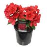 Rhododendron Betsie Balcom