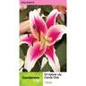 Lily Ot Hybrid Candy Club Pack of 1