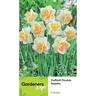 Daffodil Double Najeda 5 Pack