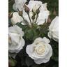 Rose White Romance 6L