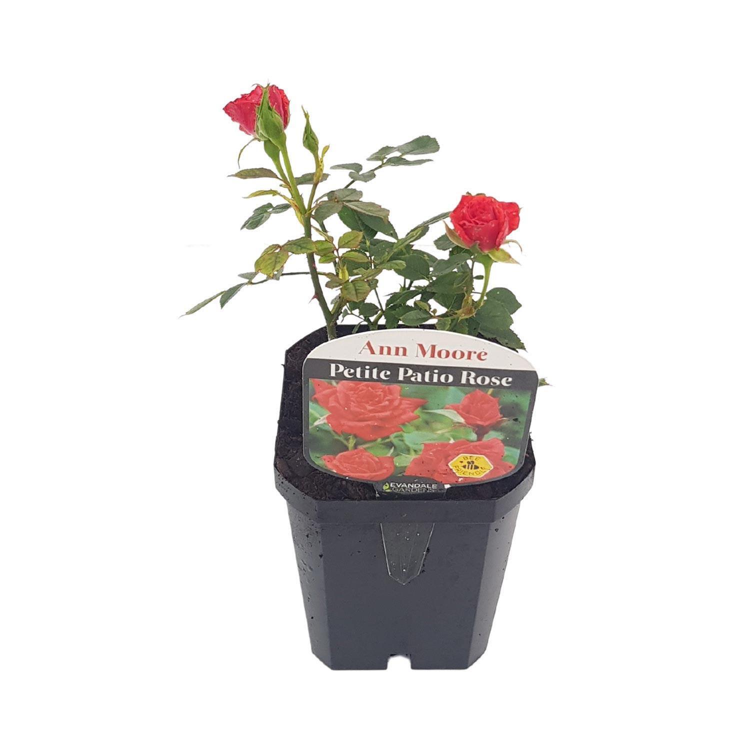 Patio Rose  Ann Moore