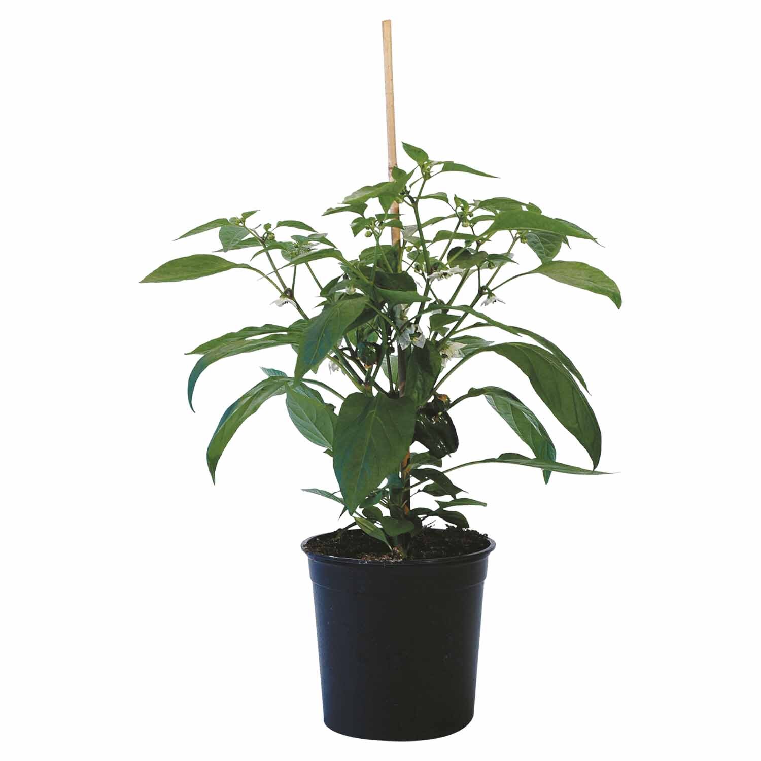 Capsicum