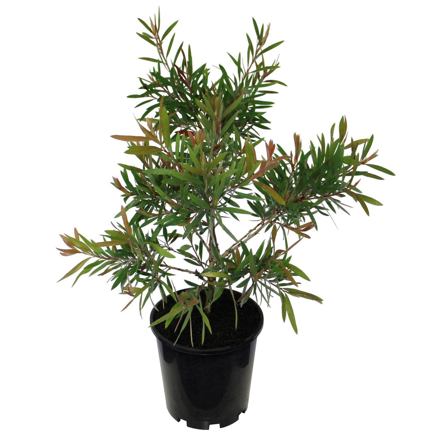 Callistemon Red Clusters