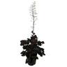 Heuchera Black Taffeta