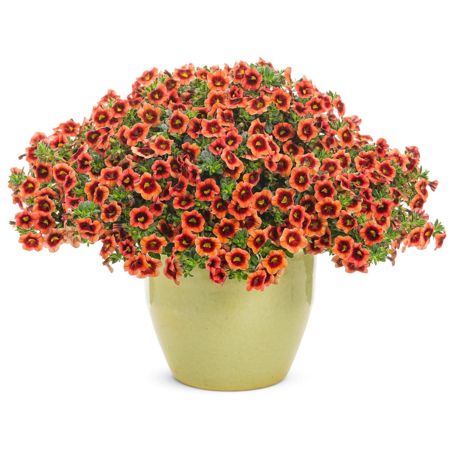 Calirachoa Tangerine Punch
