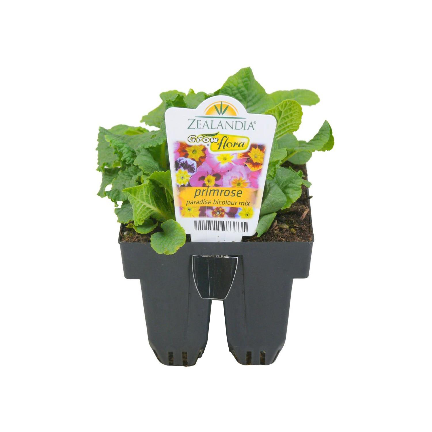 Primrose Paradise