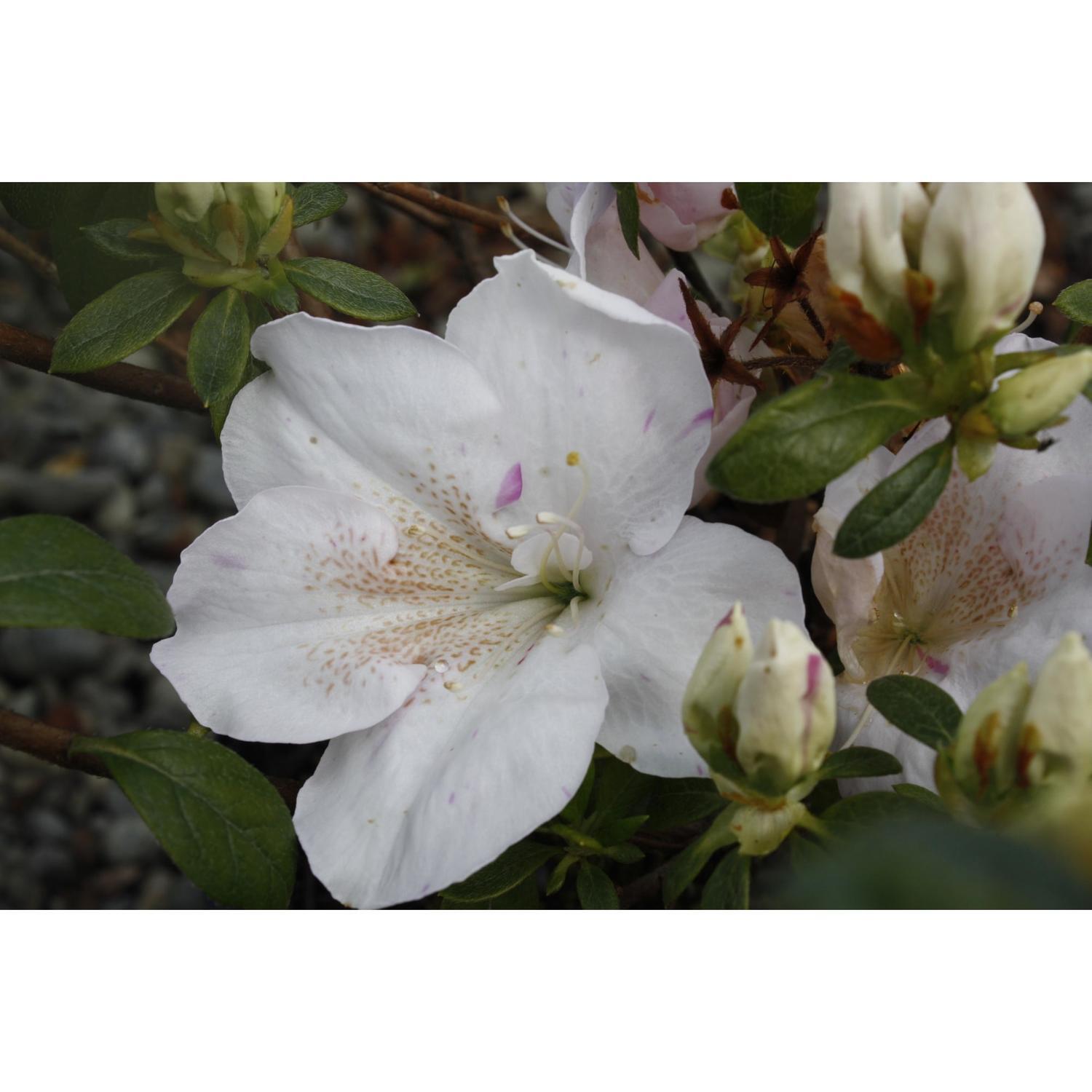 Azalea