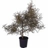Coprosma Clearwater Gold 2 litre