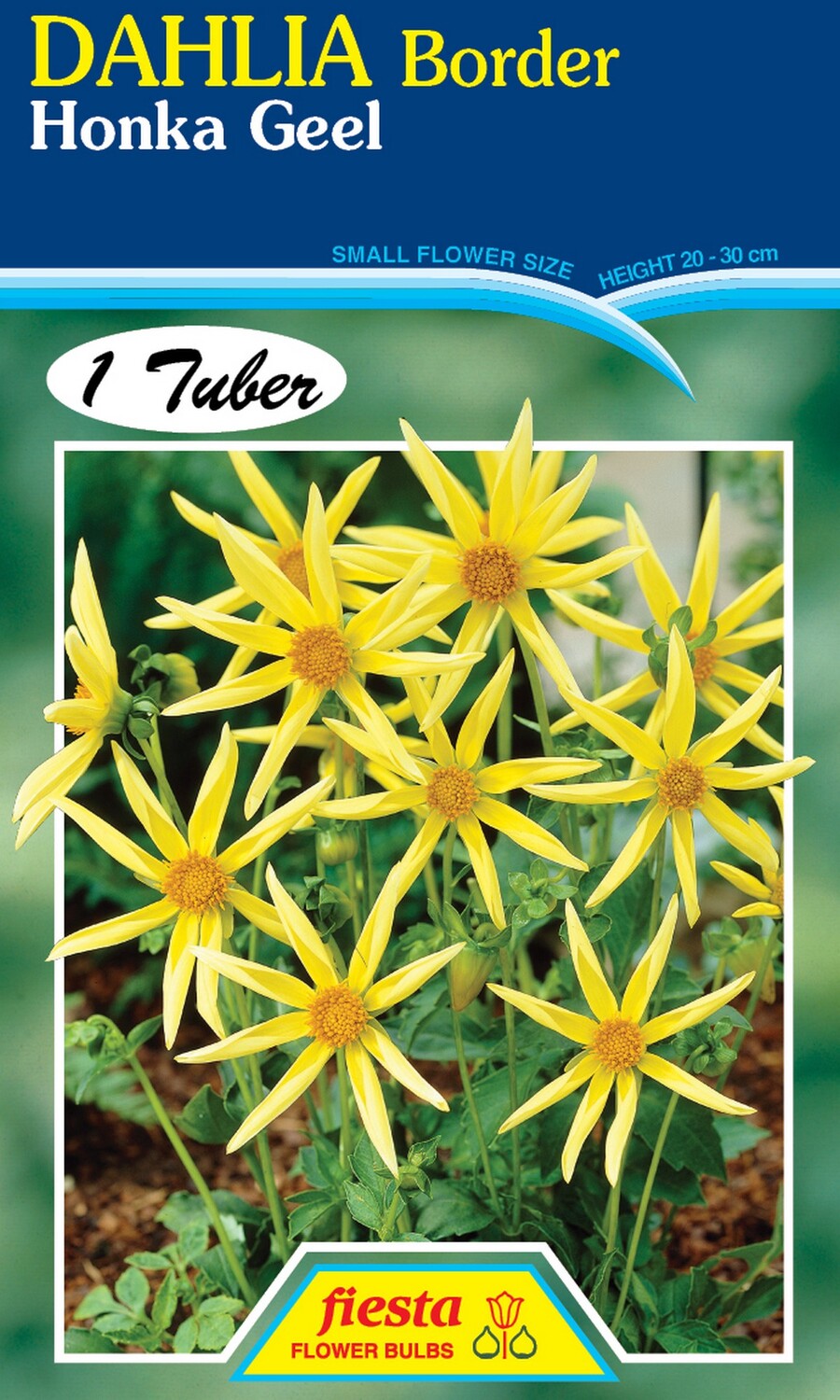 Dahlia Single Honka Geel 1 Pack