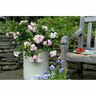 Flower Carpet Rose Apple Blossom