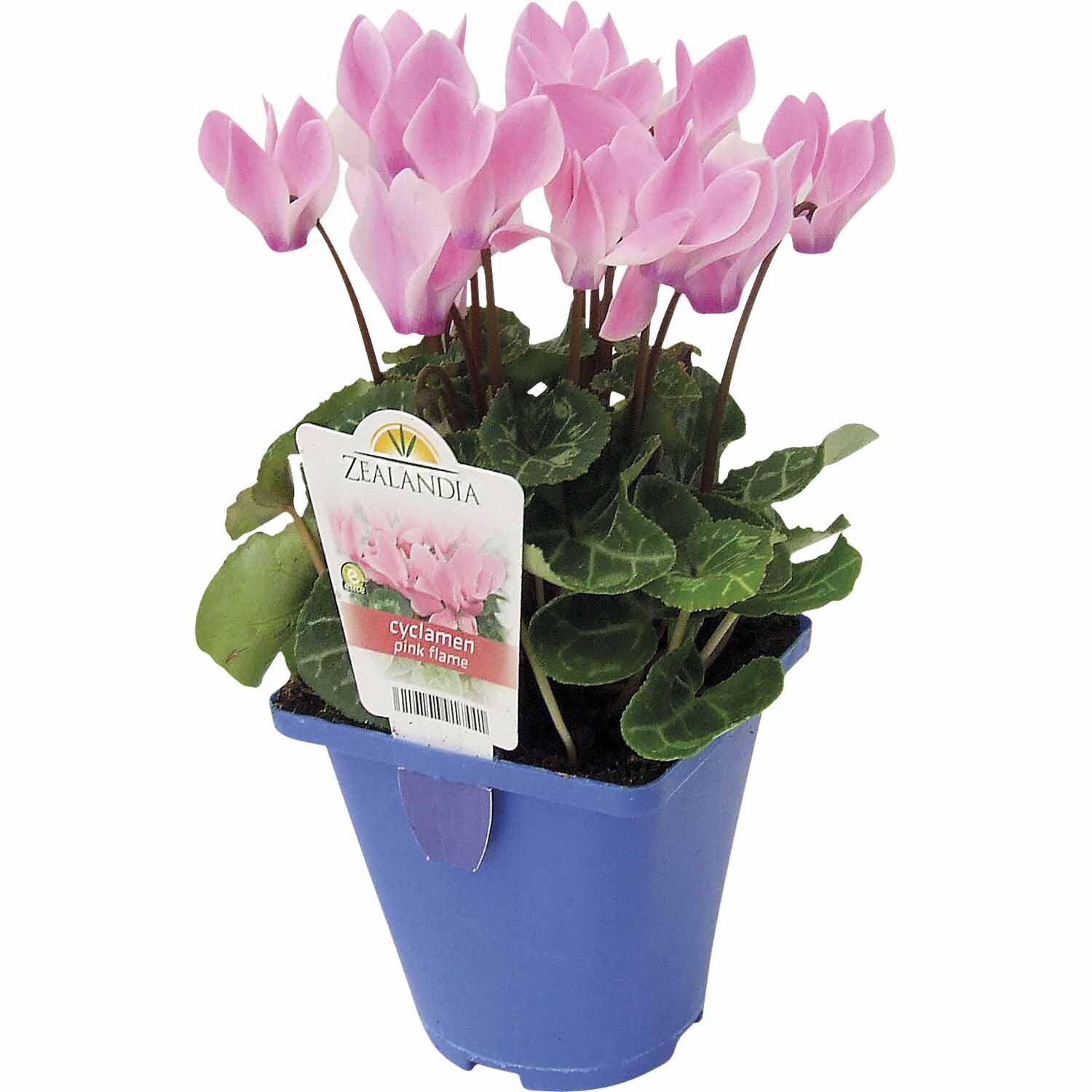 Miniature Cyclamen 'Pink Flame'