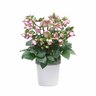 Helleborus Sophies Delight