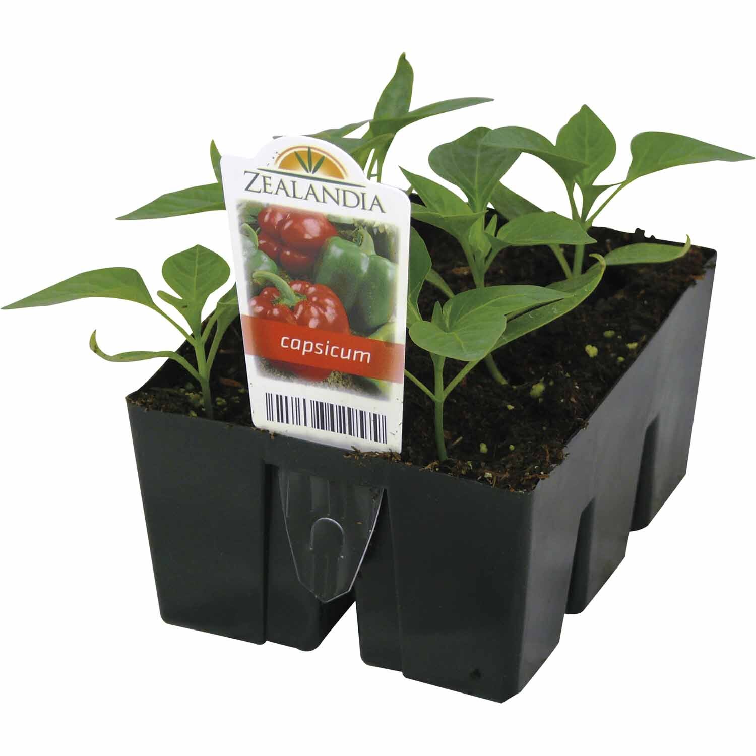 Capsicum