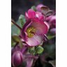 Helleborus 'Penny's Pink'