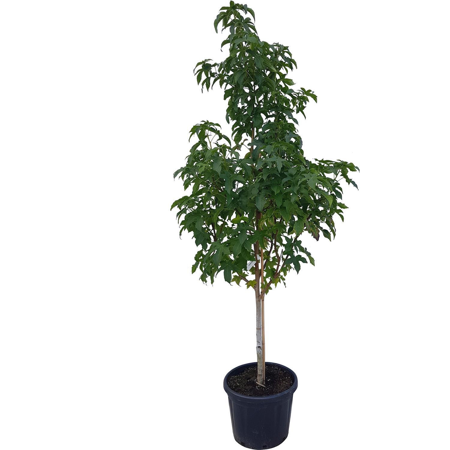 Liquidambar Lane Roberts