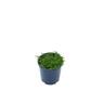 Pratia macrodon 2 Litre