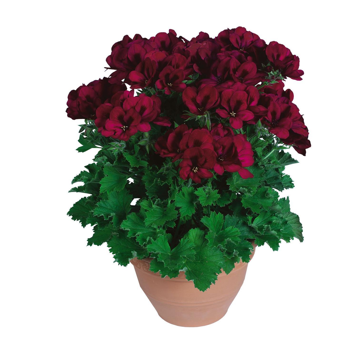 Pelargonium Aristo Surprise