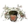 Grevillea 'Bronze Rambler' 3.3 litre