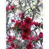 Leptospermum Wiri Joan