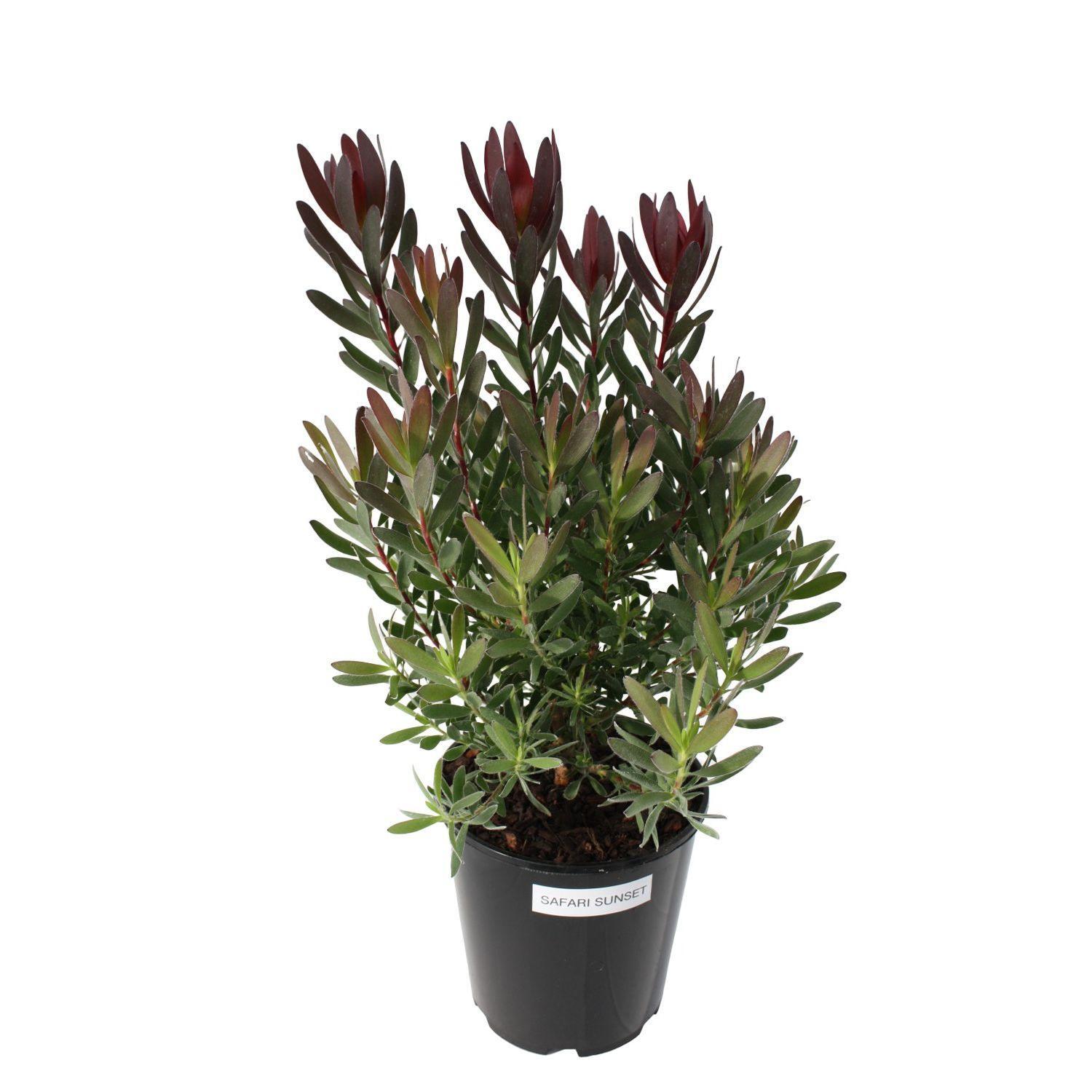 Leucadendron Safari Sunset