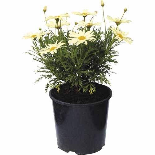 Argyranthemum Butterball