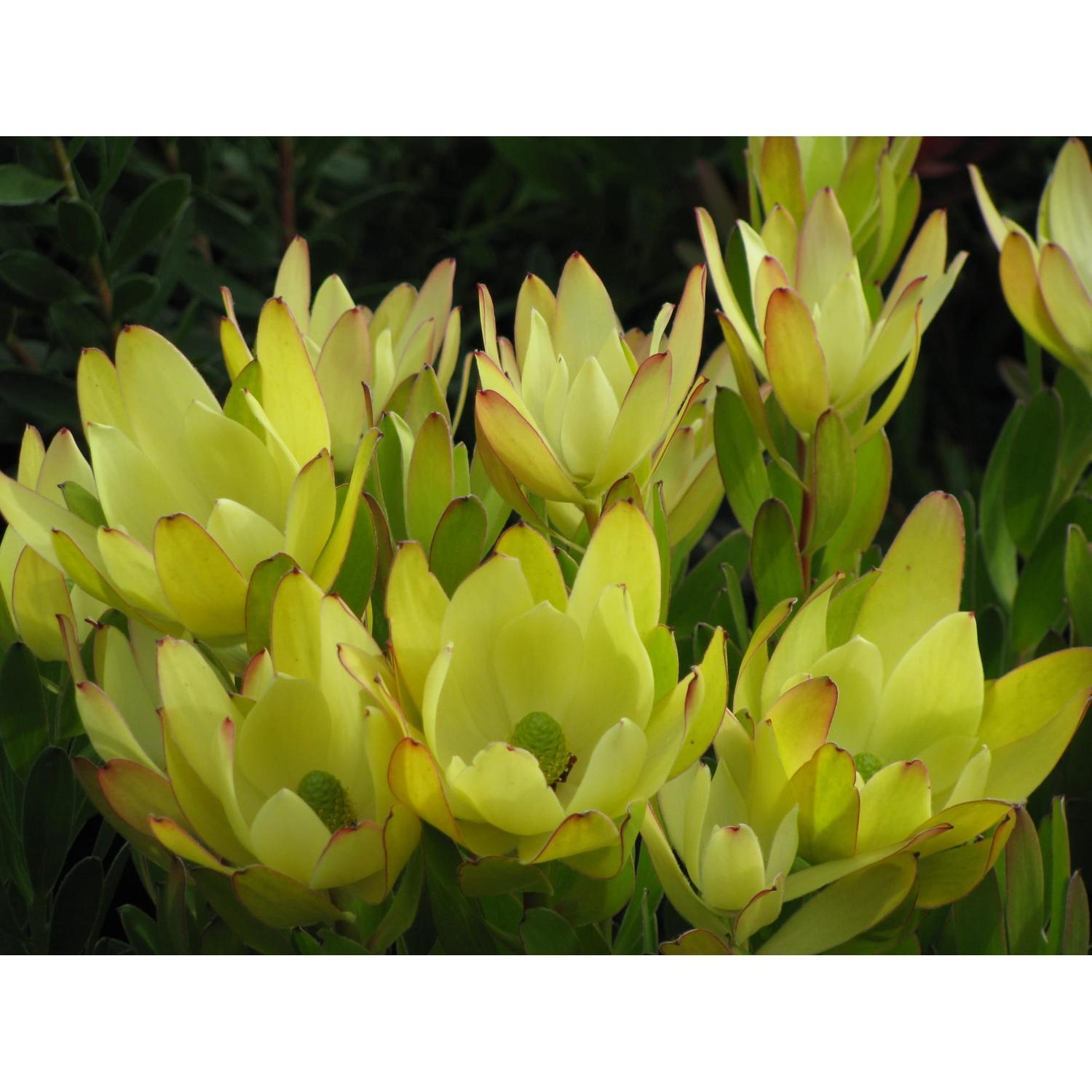 Leucadendron Golden Tulip
