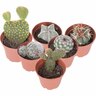 Cacti Assorted
