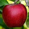 Apple Semi-Dwarf 'Liberty' 4.7 litre