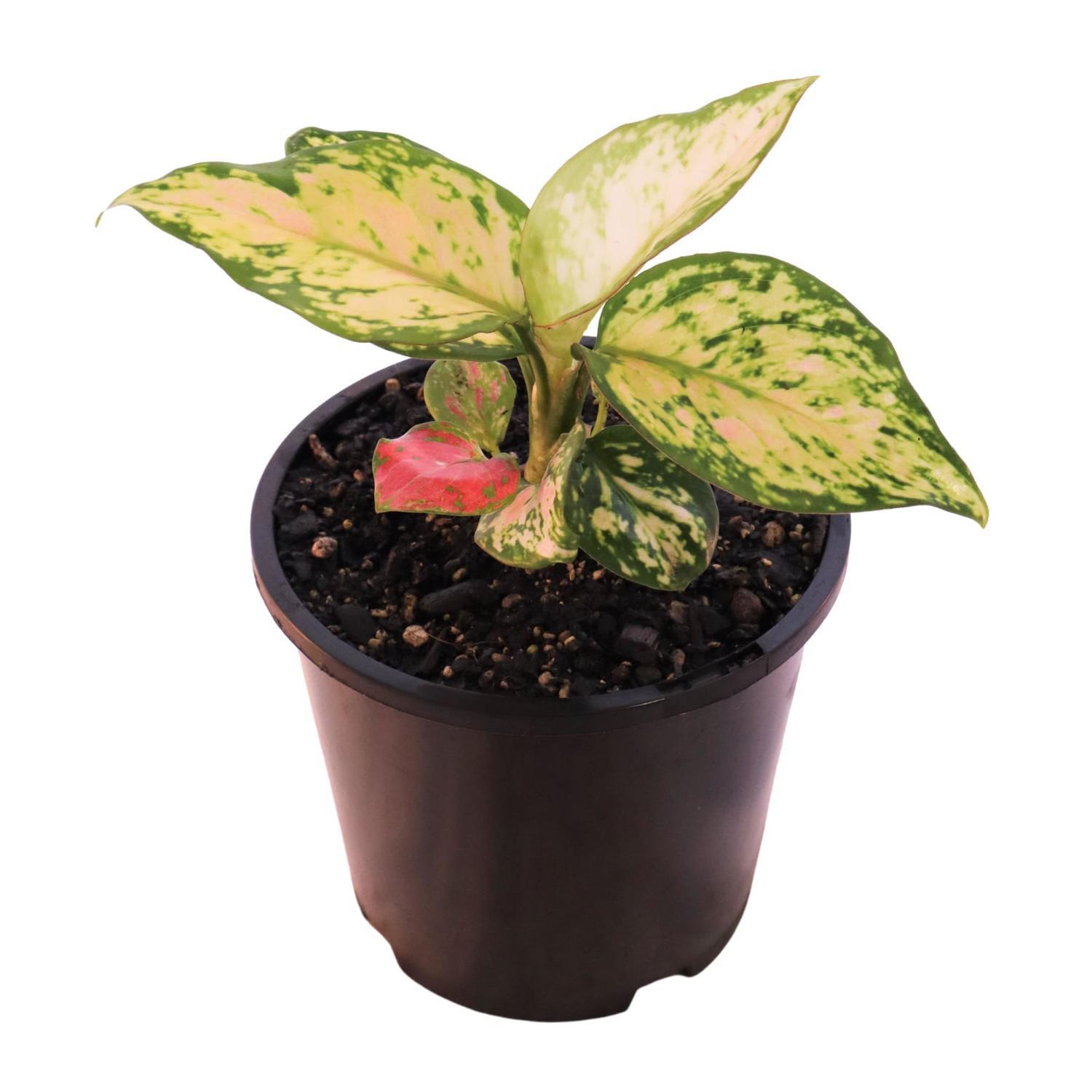 Aglaonema Lucky Red