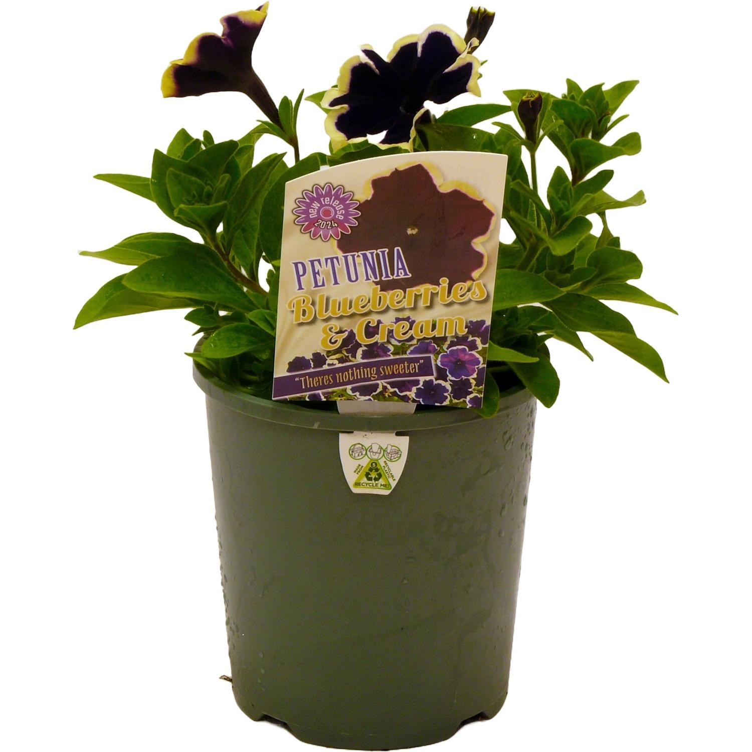 Petunia Blueberries and Cream 1.5 litre