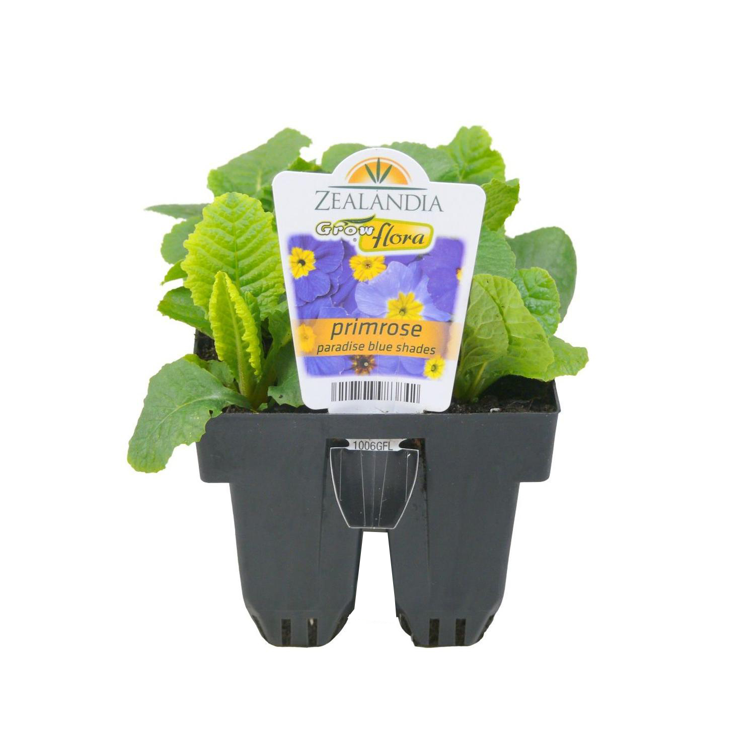 Primrose Paradise