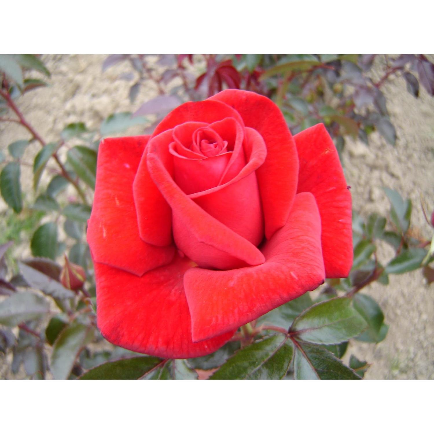 Rose Bush Lasting Love 4.7L