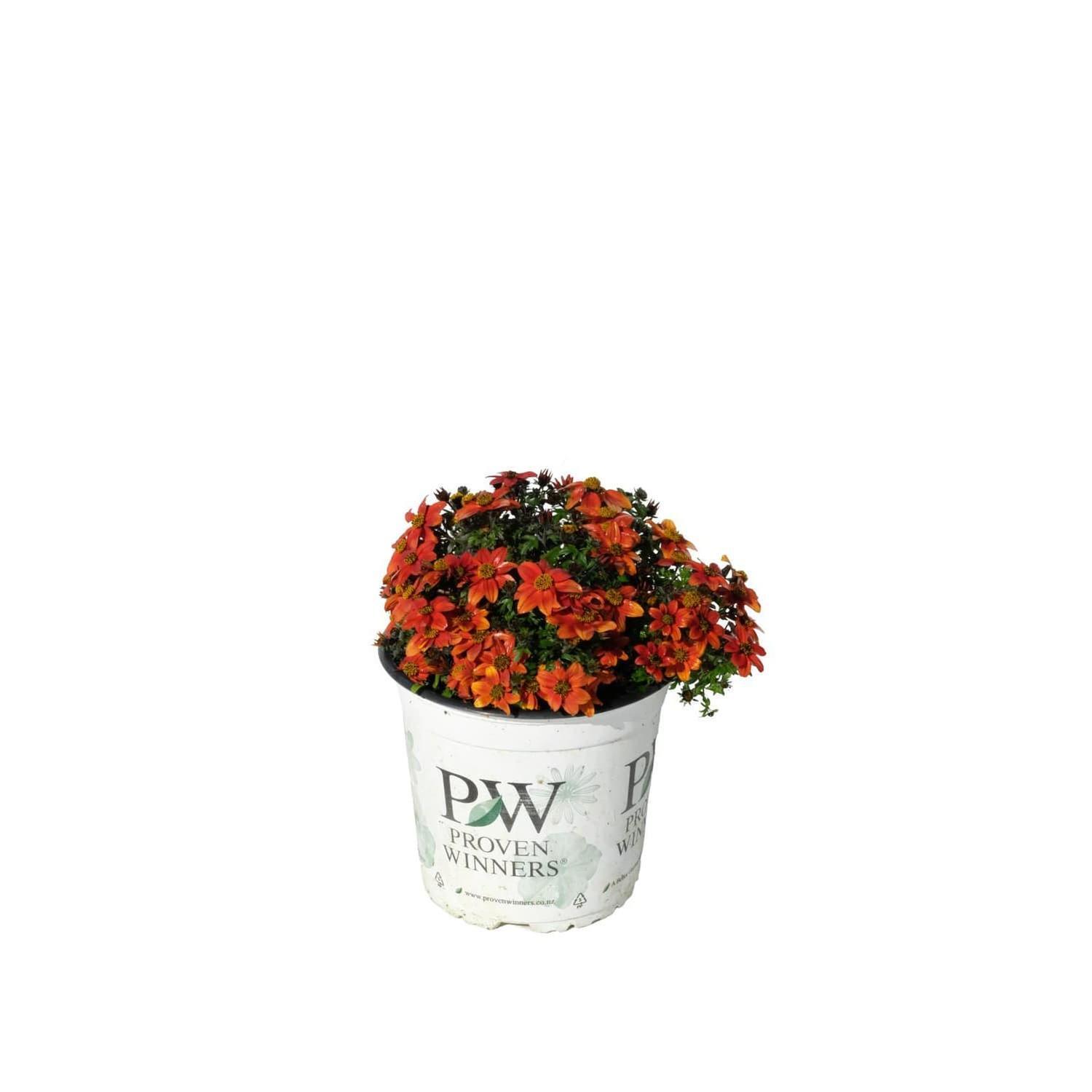 Bidens Mini Bee