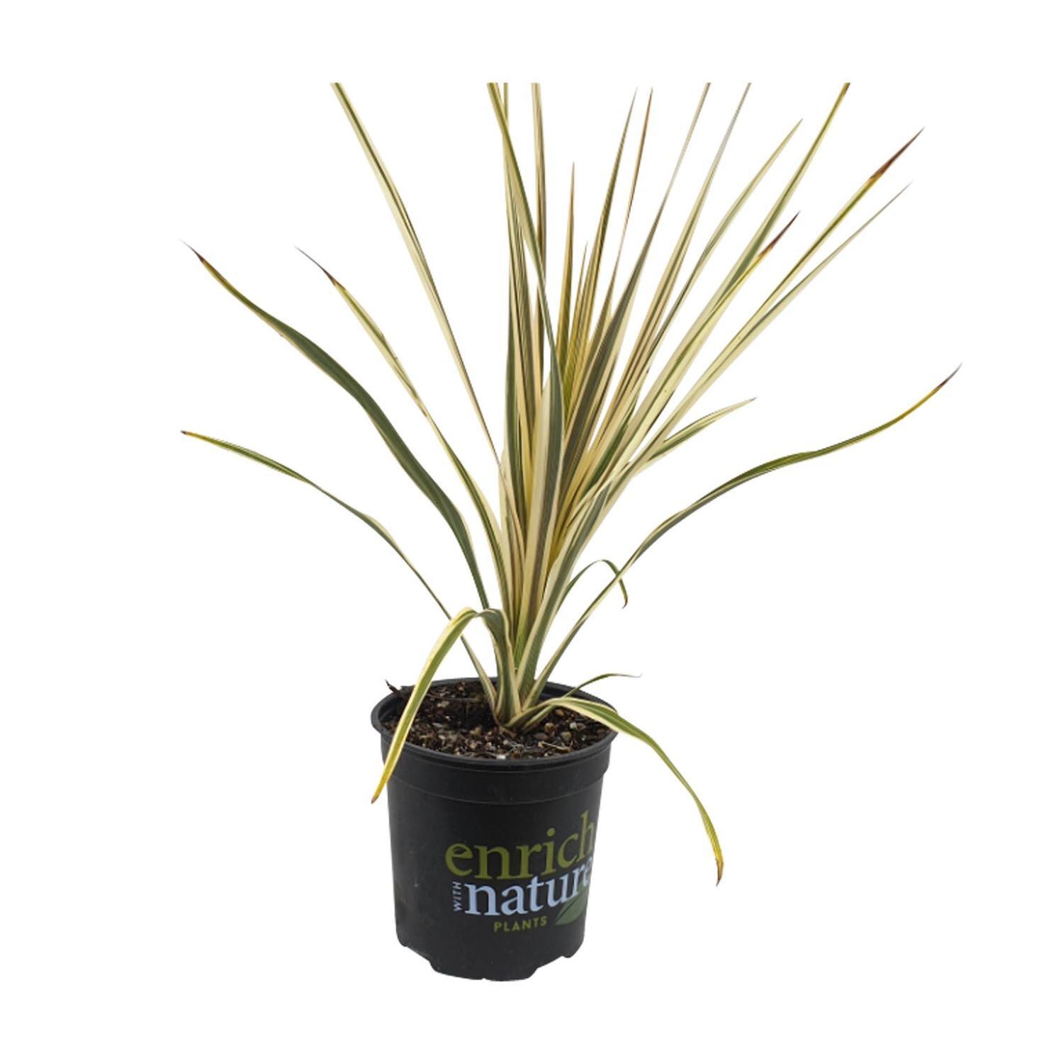 Cordyline australis 'Albertii'