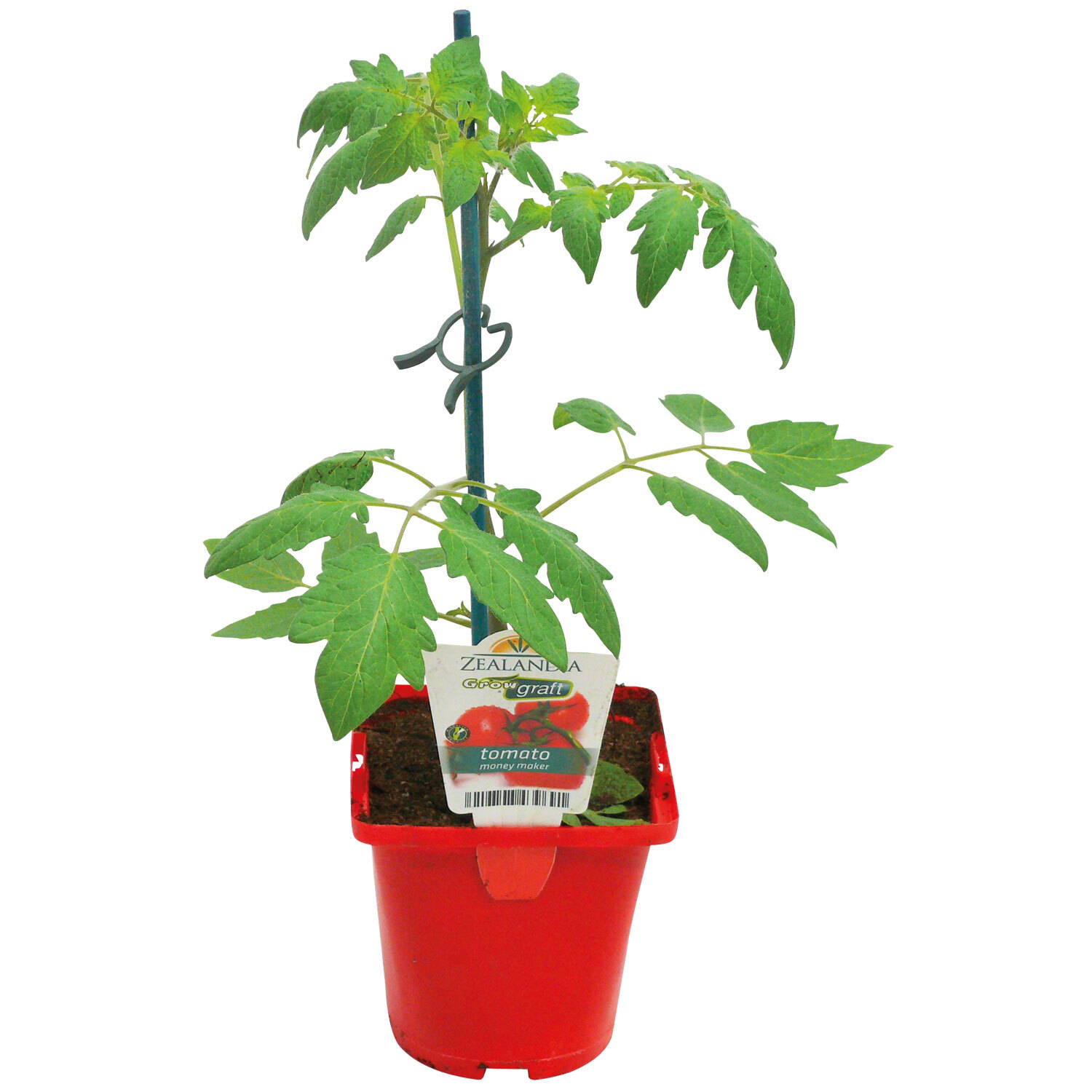 Grafted Tomato Money Maker