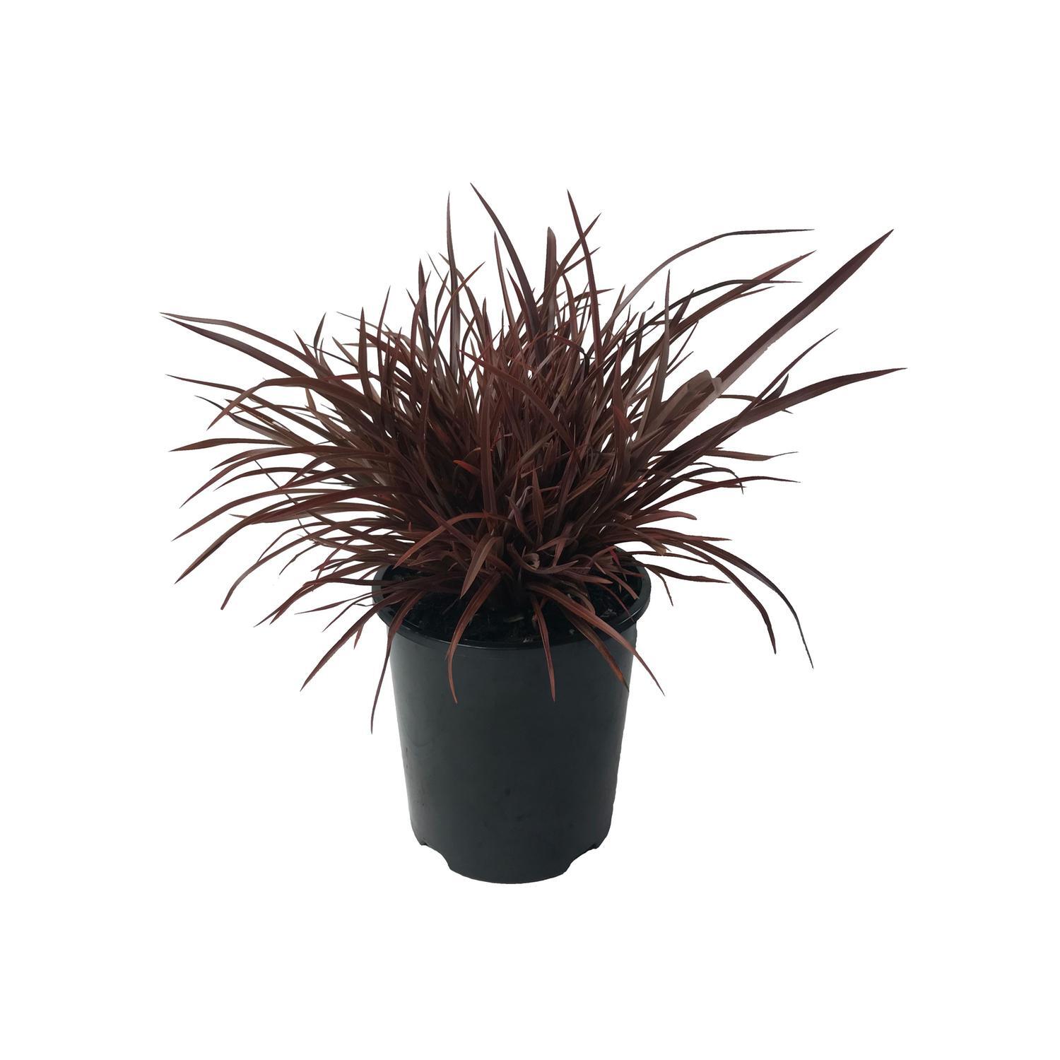 Phormium Sweet Mist