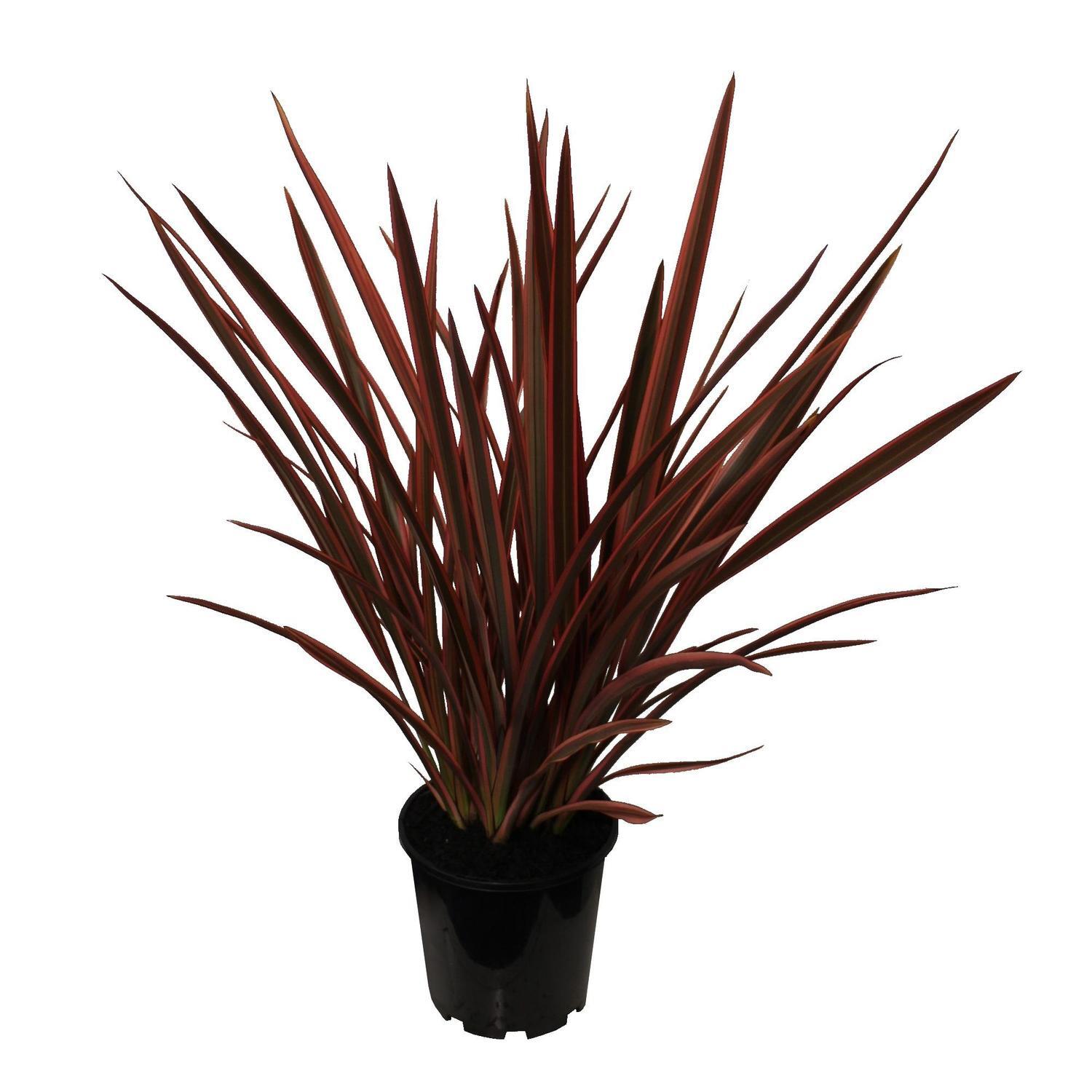 Phormium Rainbow Chief