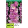 Gladioli Belladonna 10 Pack