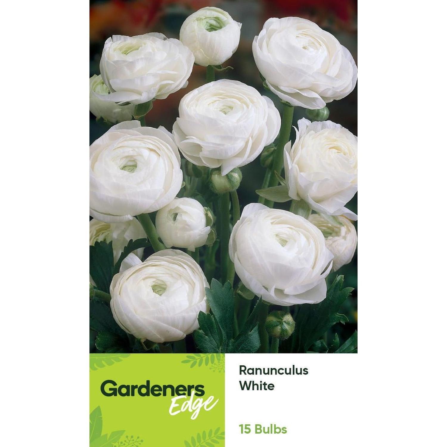 Ranunculus White 15 pack