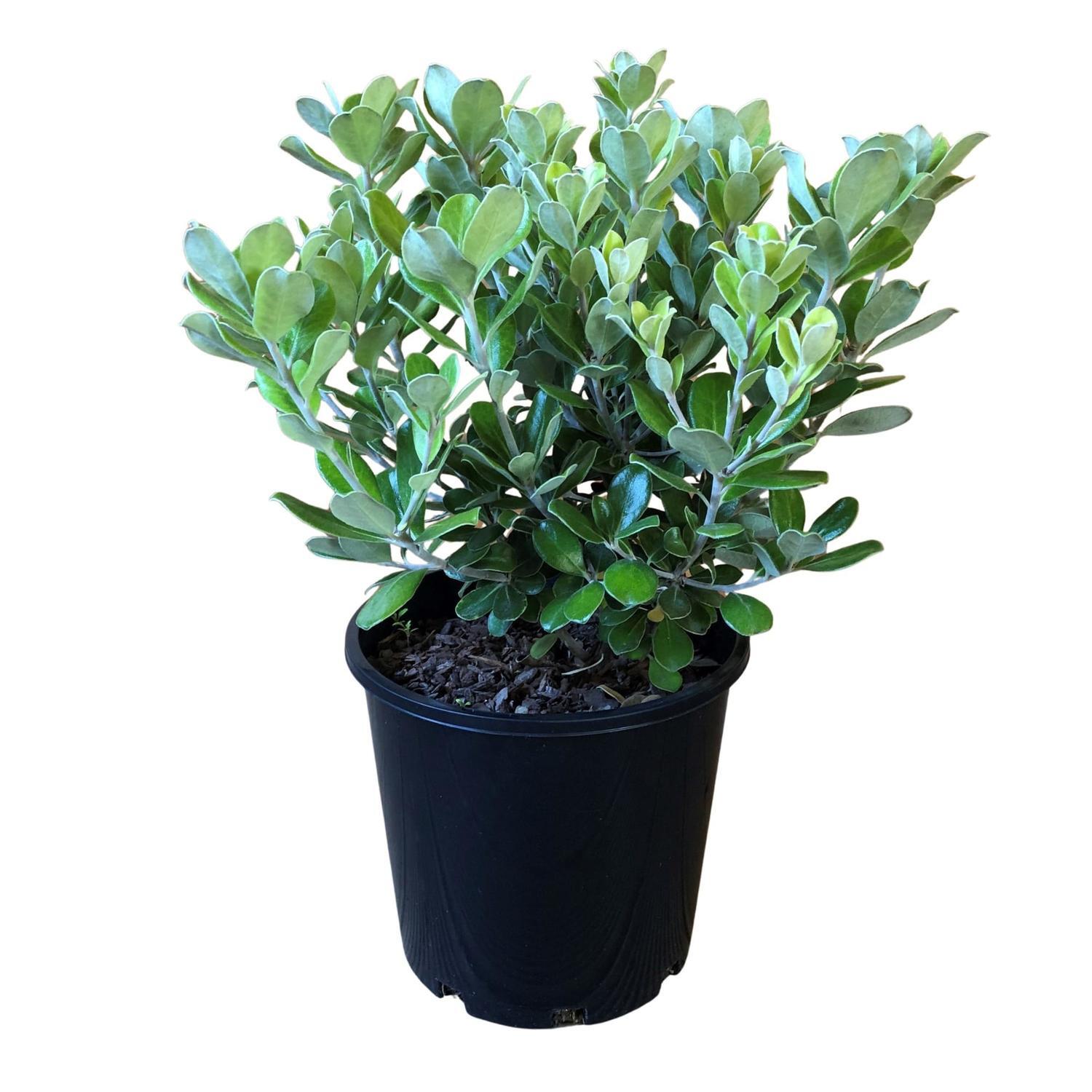 Pittosporum Pot Belly 4.5 litre Green, Grey