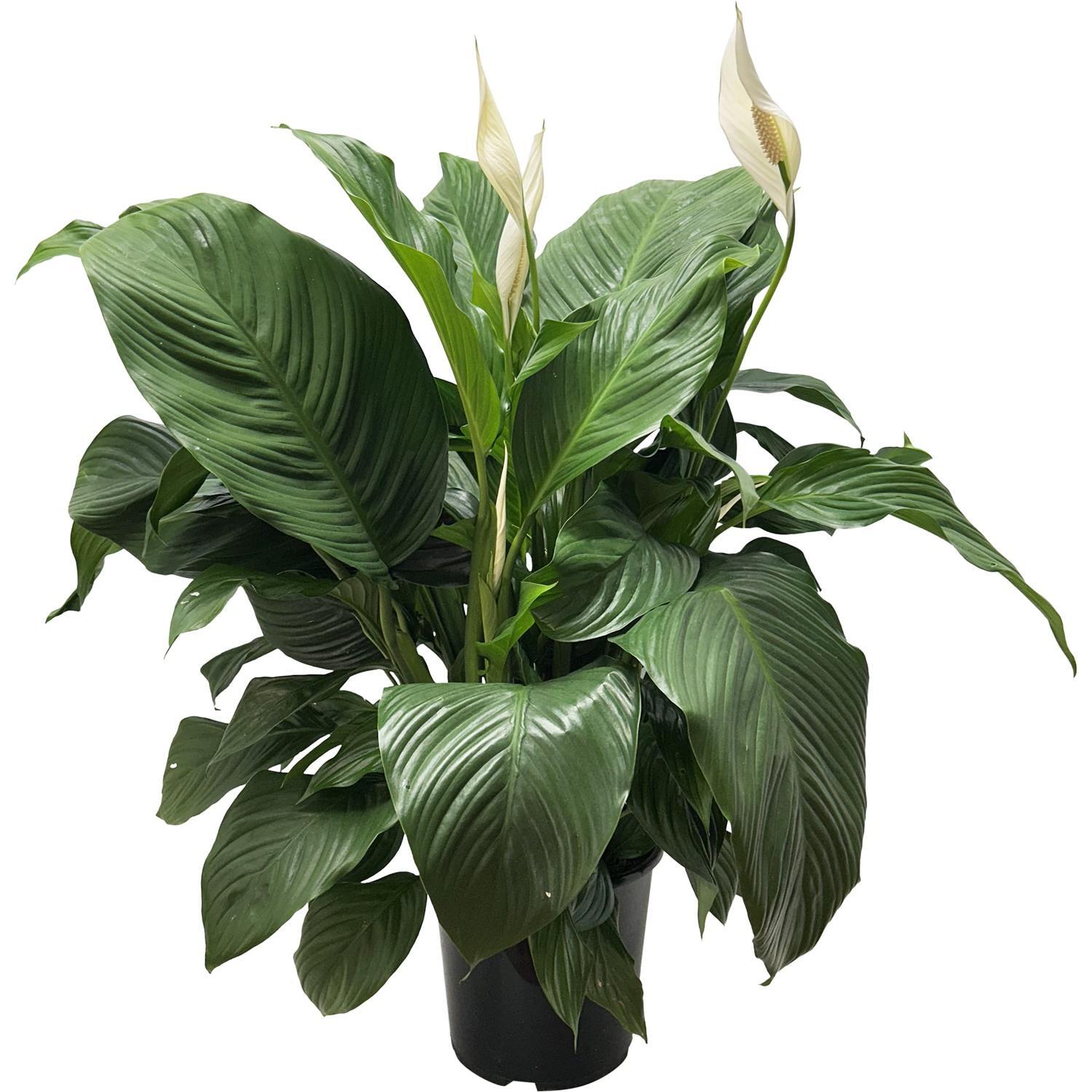 Spathiphyllum Sylvana 6L