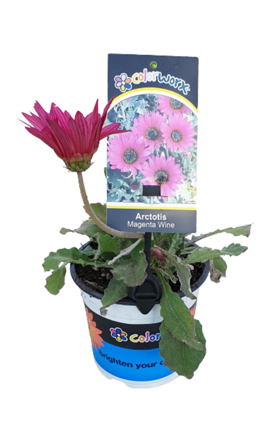 Arctotis Magenta Wine
