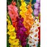 Gladioli Bright Mix Pack 20