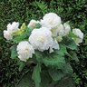 Begonia Fimbriated 'White'