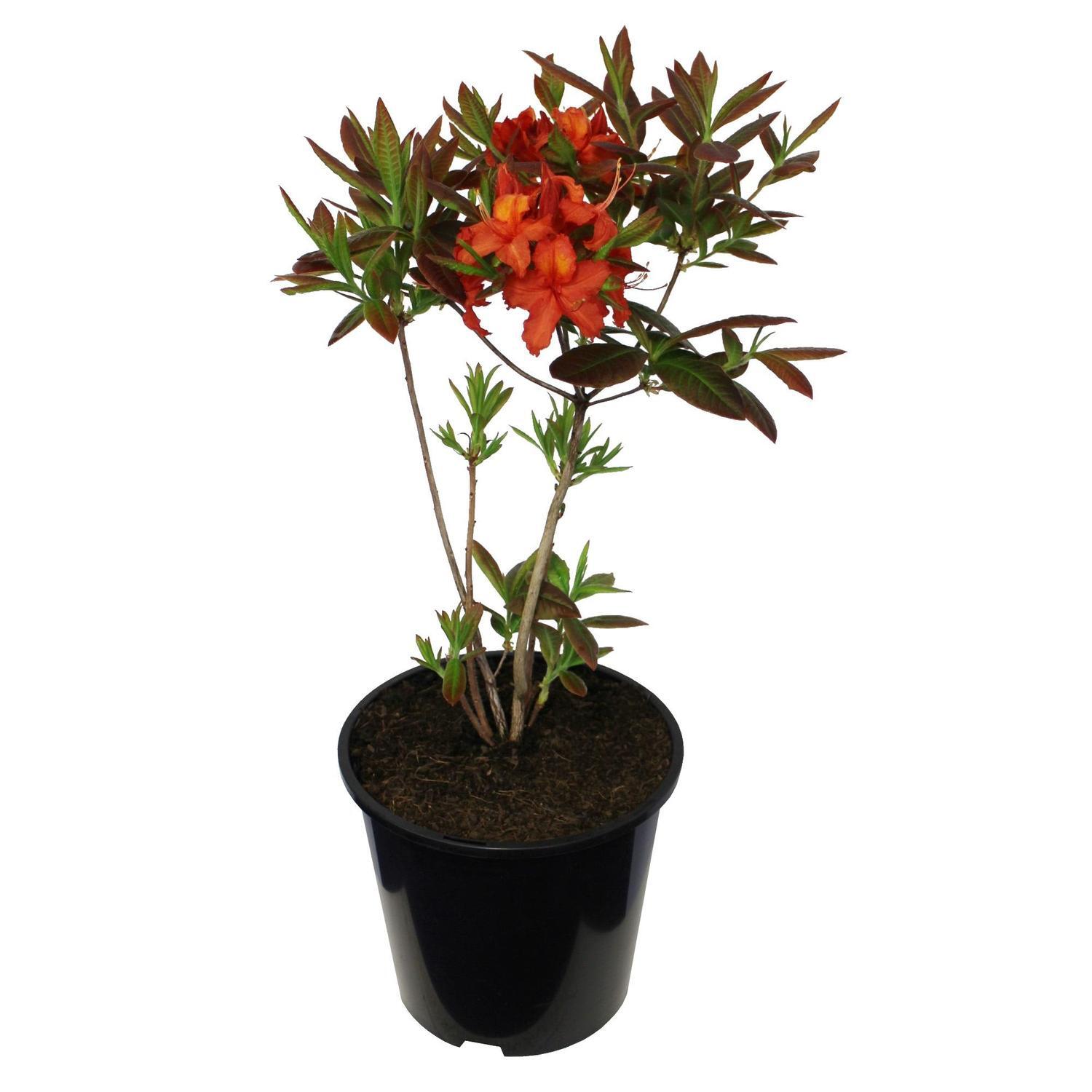Azalea Deciduous Dorothy Corston